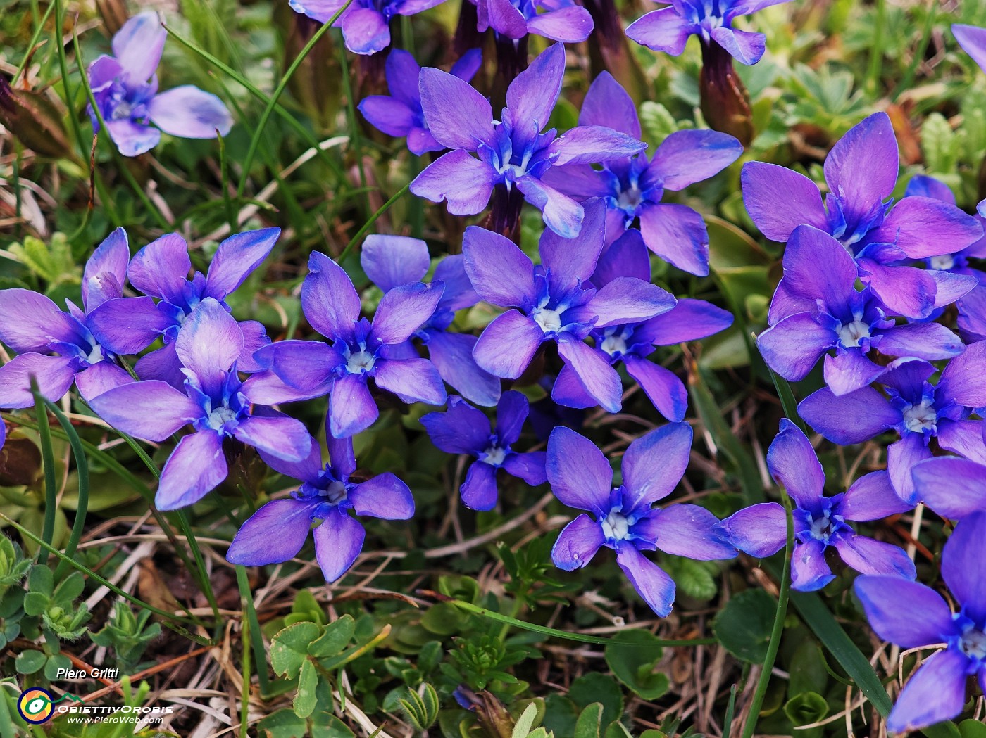 57 Gentiana verna (Genziana primaticcia).jpg